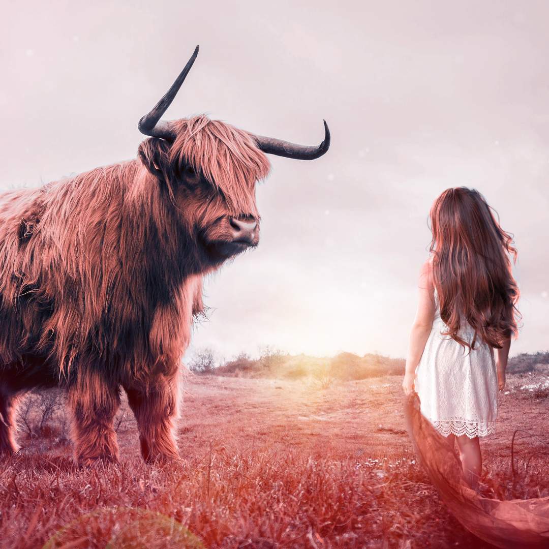 Highland cow with large horns looking at yuan girl in white dress in field