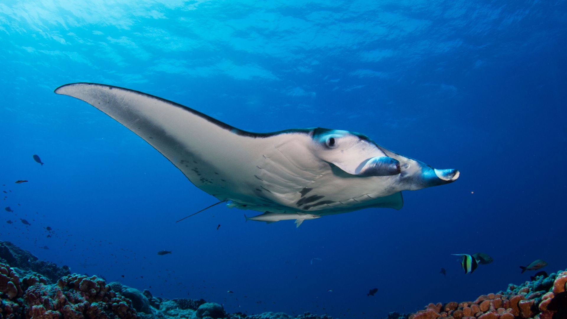 Manta Ray swimming underwater in the sea