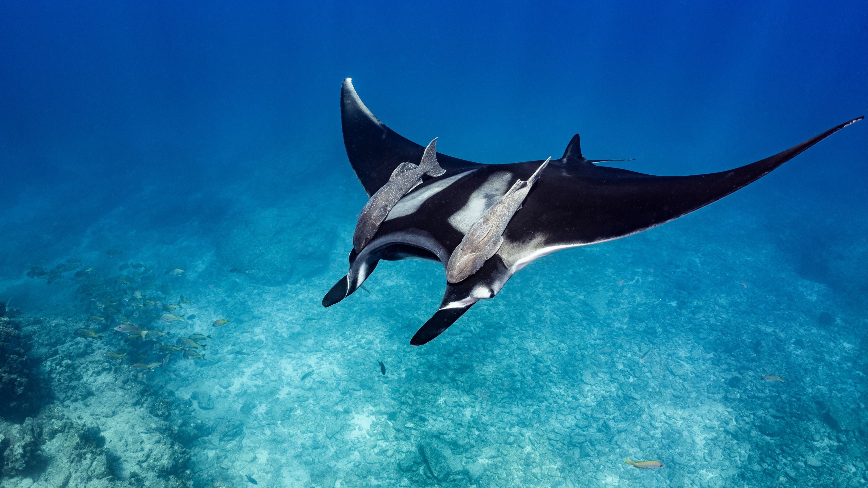 Dark coloured Manta Ray fish swimming underwater in the sea